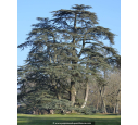 CEDRUS atlantica 'Glauca' CEDRUS atlantica 'Glauca'