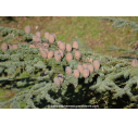 CEDRUS atlantica 'Glauca' CEDRUS atlantica 'Glauca'