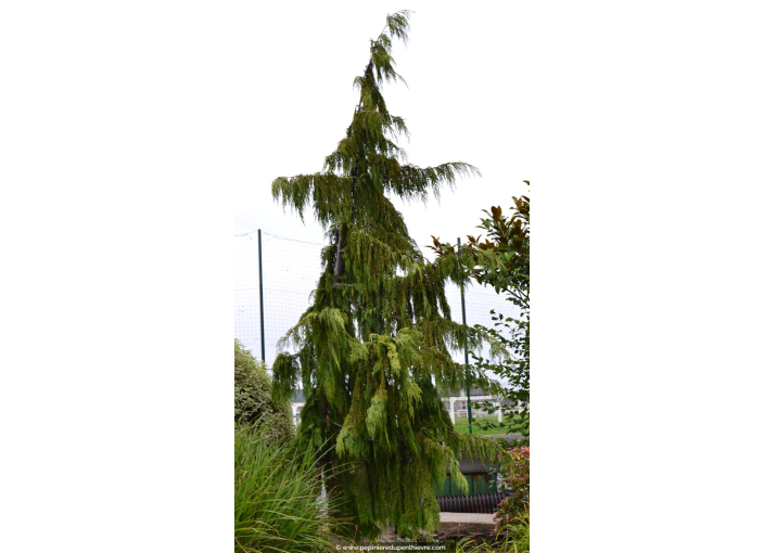 CHAMAECYPARIS nootkatensis 'Pendula' CHAMAECYPARIS nootkatensis 'Pendula'