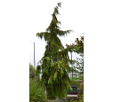 CHAMAECYPARIS nootkatensis 'Pendula' CHAMAECYPARIS nootkatensis 'Pendula'