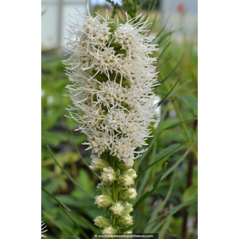 LIATRIS spicata 'Alba'