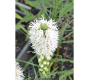 LIATRIS spicata 'Alba'