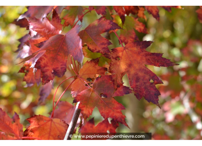 ACER cappadocicum 'Rubrum'