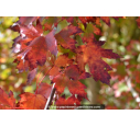 ACER cappadocicum 'Rubrum' ACER cappadocicum 'Rubrum'