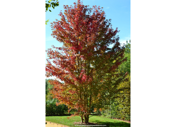 ACER cappadocicum 'Rubrum' ACER cappadocicum 'Rubrum'