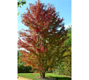 ACER cappadocicum 'Rubrum' ACER cappadocicum 'Rubrum'