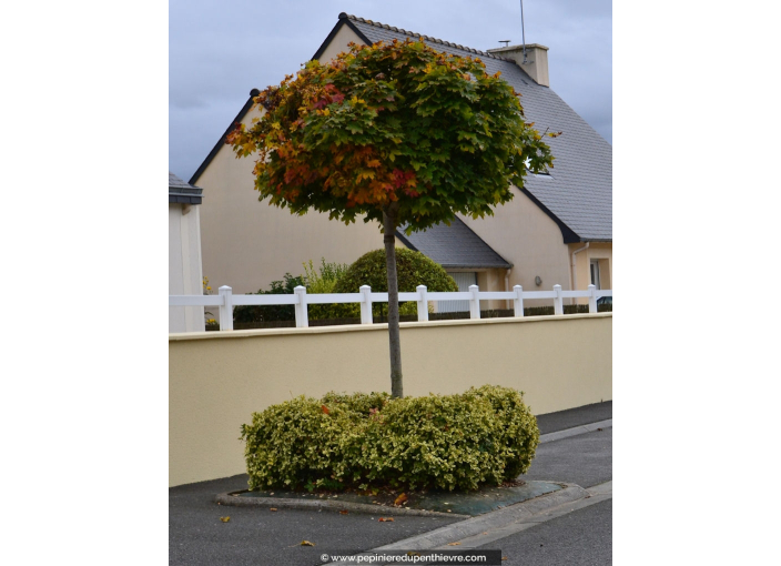 ACER platanoides 'Globosum'