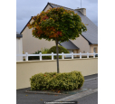 ACER platanoides 'Globosum'