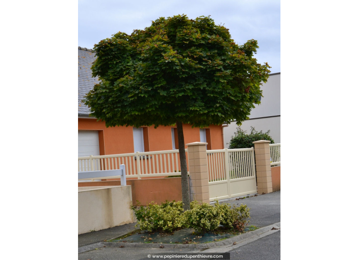 ACER platanoides 'Globosum'