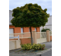 ACER platanoides 'Globosum'