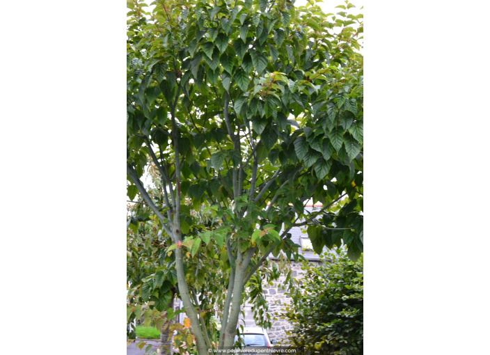 ACER davidii ACER davidii