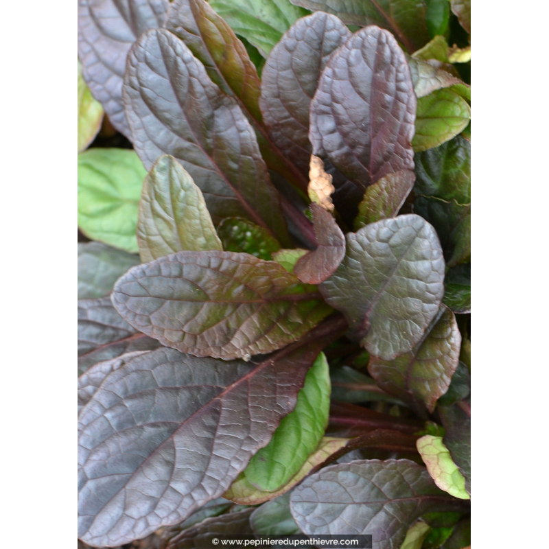 AJUGA reptans 'Atropurpurea'