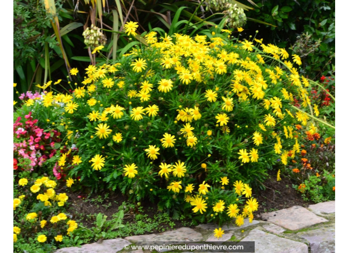 EURYOPS chrysanthemoides