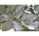 FAGUS sylvatica 'Purpurea' FAGUS sylvatica 'Purpurea'