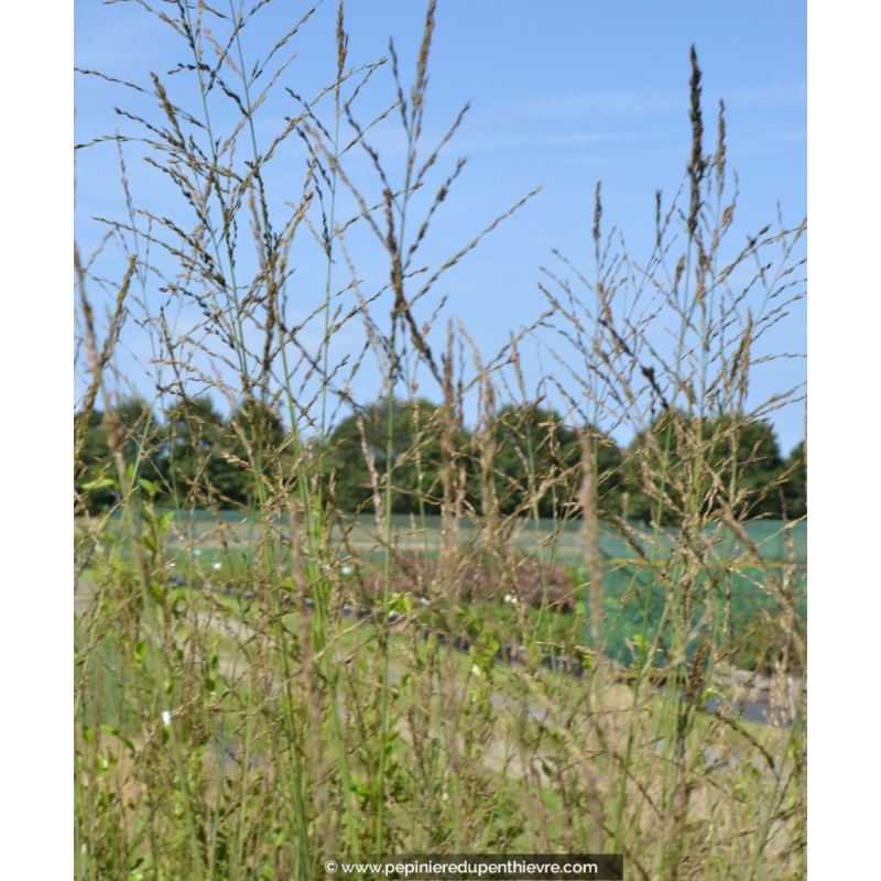 MOLINIA caerulea arundinacea 'Skyracer'