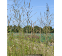 MOLINIA caerulea arundinacea 'Skyracer'