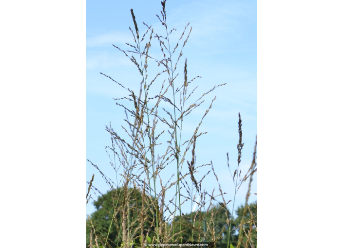 MOLINIA caerulea arundinacea 'Skyracer'