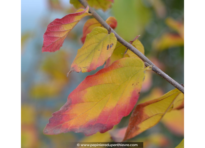 PARROTIA persica 'Vanessa' PARROTIA persica 'Vanessa'