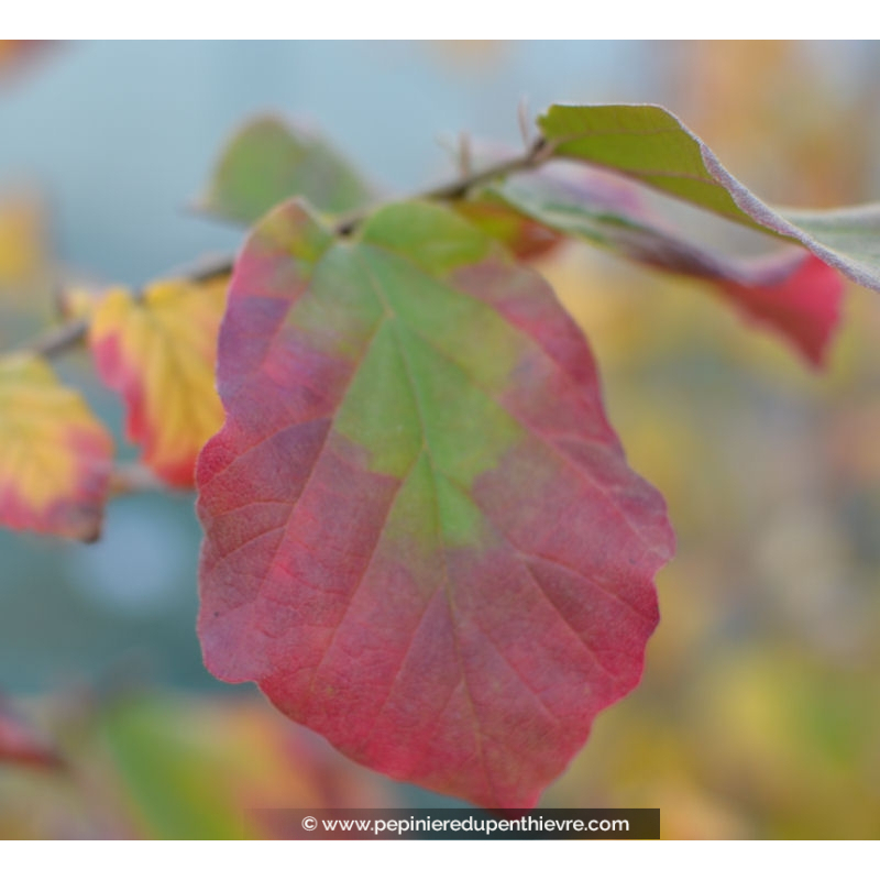 PARROTIA persica 'Vanessa'