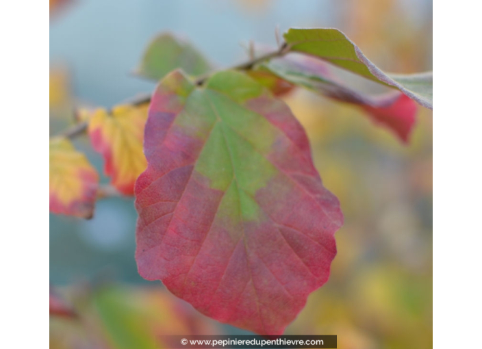 PARROTIA persica 'Vanessa'