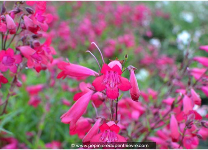 PENSTEMON x 'Garnet' PENSTEMON x 'Garnet'