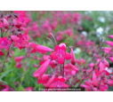 PENSTEMON x 'Garnet' PENSTEMON x 'Garnet'