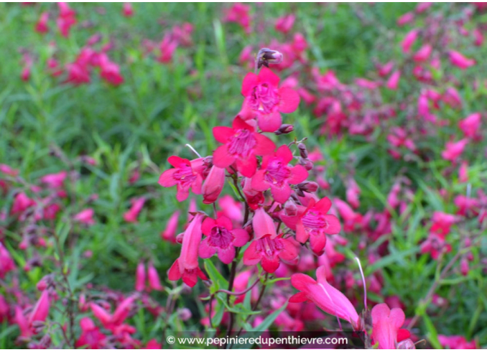 PENSTEMON x 'Garnet' PENSTEMON x 'Garnet'
