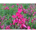 PENSTEMON x 'Garnet' PENSTEMON x 'Garnet'