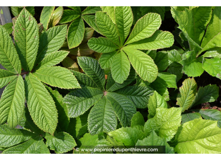 RODGERSIA pinnata 'Elegans' RODGERSIA pinnata 'Elegans'