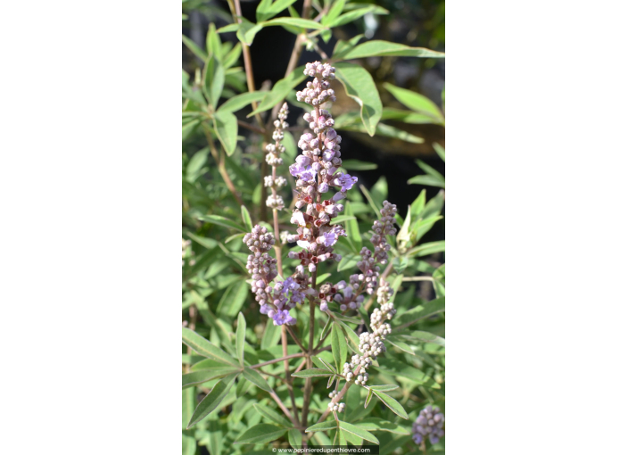VITEX agnus-castus