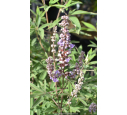 VITEX agnus-castus