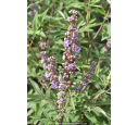 VITEX agnus-castus