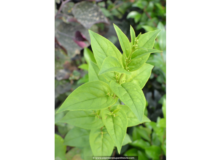 ABELIOPHYLLUM distichum ABELIOPHYLLUM distichum