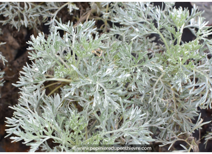 ARTEMISIA 'Powis Castle'