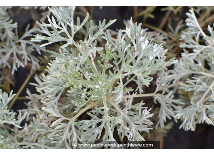 ARTEMISIA 'Powis Castle'