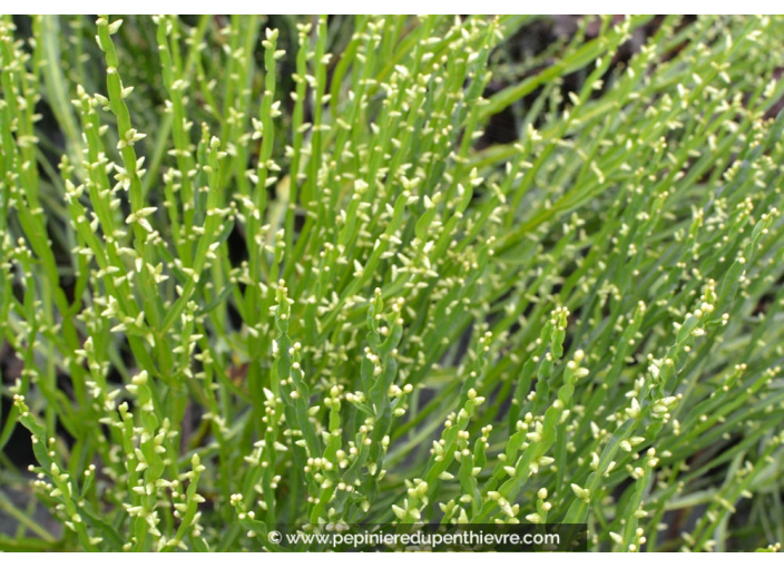 BACCHARIS genistelloides