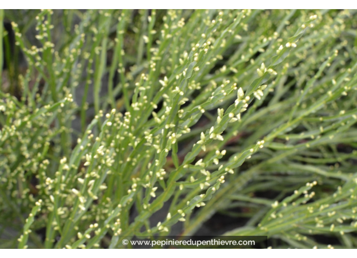 BACCHARIS genistelloides