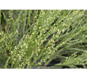 BACCHARIS genistelloides