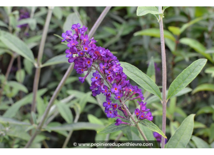 BUDDLEJA davidii 'Black Knight'