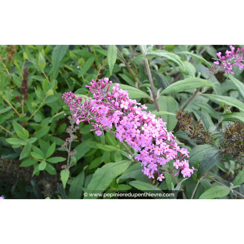 BUDDLEJA davidii 'Pink Delight'