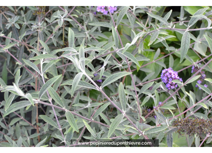 BUDDLEJA 'Nanho Blue'' BUDDLEJA 'Nanho Blue''