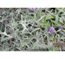 BUDDLEJA 'Nanho Blue'' BUDDLEJA 'Nanho Blue''
