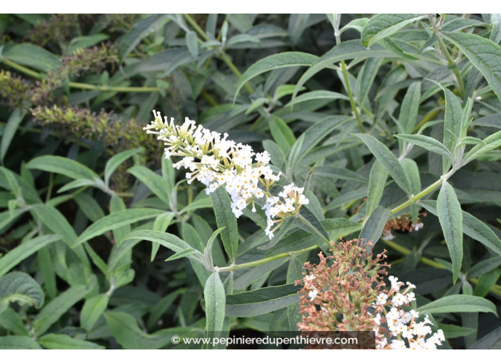 BUDDLEJA 'White Profusion'