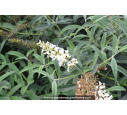 BUDDLEJA 'White Profusion' BUDDLEJA 'White Profusion'