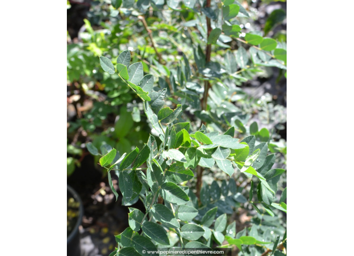 CARAGANA arborescens