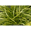 CAREX oshimensis \'Eversheen\'