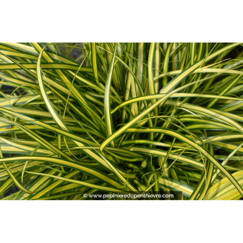 CAREX oshimensis 'Eversheen'