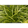CAREX oshimensis \'Eversheen\'