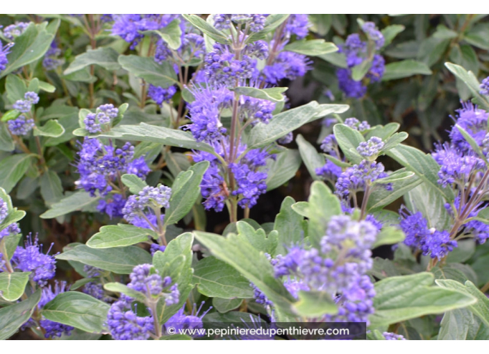 CARYOPTERIS x clandonensis 'Grand Bleu'