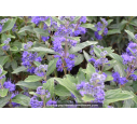 CARYOPTERIS x clandonensis 'Grand Bleu'